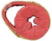 La raíz aortica es la porción más próxima a la a ahora, arteria principal del cuerpo. Tiene muchos beneficios su intervención, así como contraindicaciones