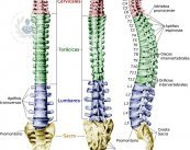 partes columna vertebral