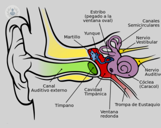 estructura del oido humano