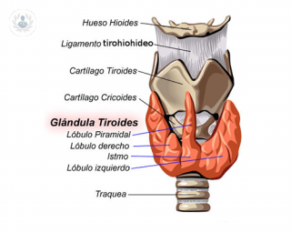 anatomia de la glandula tiroides