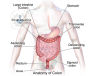 imagen anatomia del colon