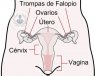 partes utero mujer