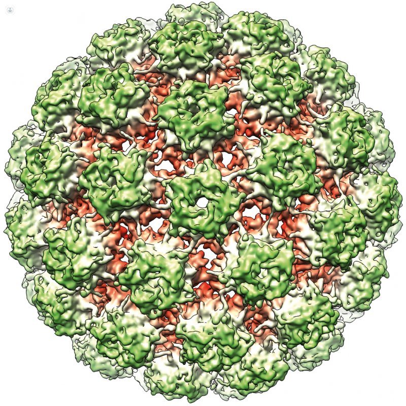Papilloma-virus umano