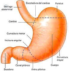изображение желудка