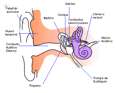 orecchio medio