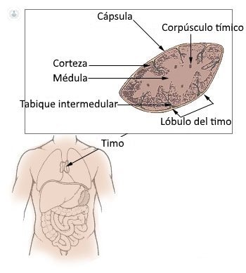 El Timo es un órgano en forma de glándula formado por linfocitos T, muy importante en el sistema inmunológico.