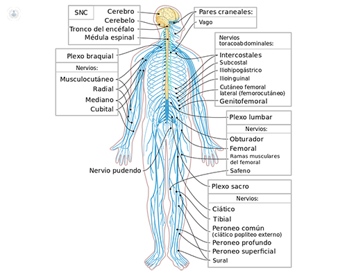 sistema nervioso central