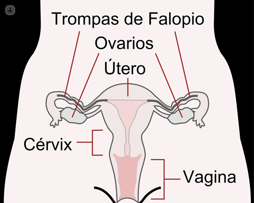 Ilustración del aparato reproductor femenino - visita ginecológica | By Top Doctors