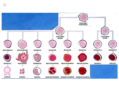 Formación de las partes de la sangre: leucocitos, hematíes y plaquetas - Top Doctors