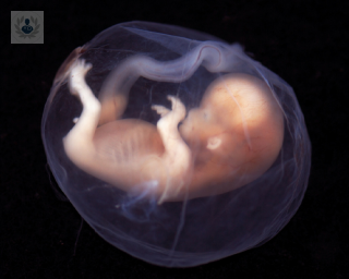 Transferencia de embriones