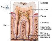 Endodoncia así es la intervención
