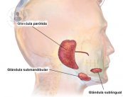 tumores glandulas salivales