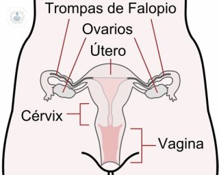 partes utero mujer