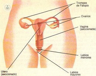 dibujo aparato reproductor femenino
