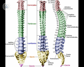 dibujo columna vertebral