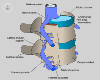 estructura columna vertebral