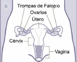 La ecografia transvaginal es una técnica indolora que es mejor que la abdominal porque no utiliza rayos X y no tiene riesgos para su salud.