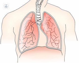 dibujo pulmones