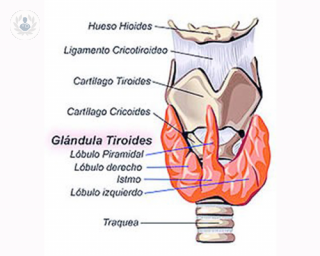 El principal síntoma para extirpar parcial o totalmente la glándula tiroides, es la existencia de un nódulo en el cuello. Los pacientes son dados de alta a las 24-48h. 