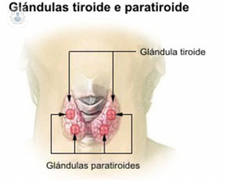 que es la glandula paratiroides