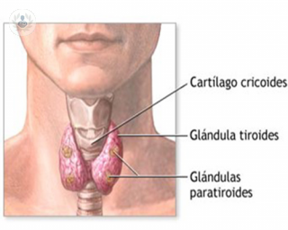 enrique_gluckmann_malaga_cancer_tiroides_tiroidectomia_transoral