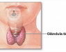 glandula tiroidea
