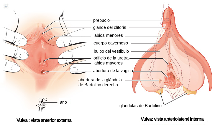 Genitales femeninos. Fuente: Wikimedia Commons