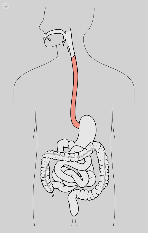 drawing intestines