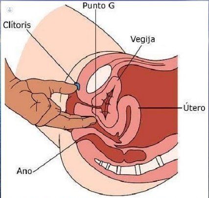 vaginal drawing