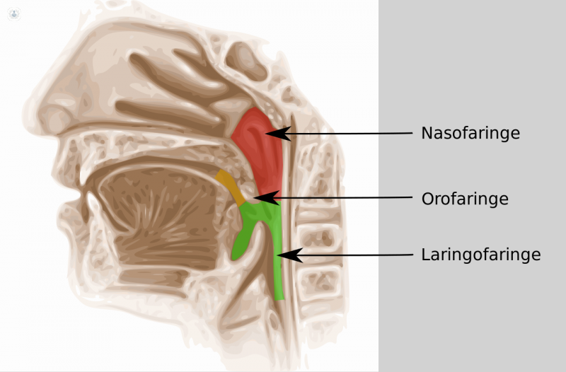 La faringe es el órgano que comienza detrás de la nariz