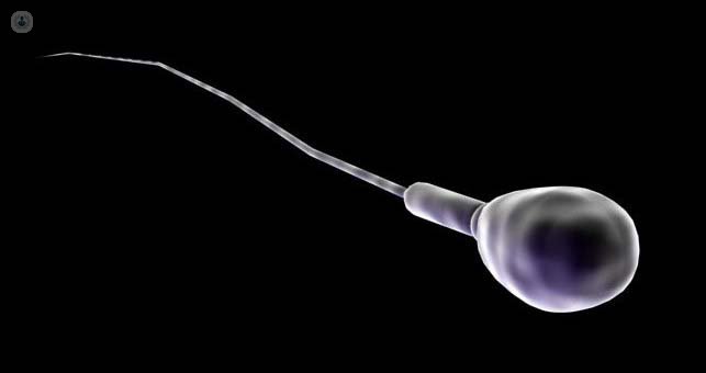 spermatozoon way to ovulate