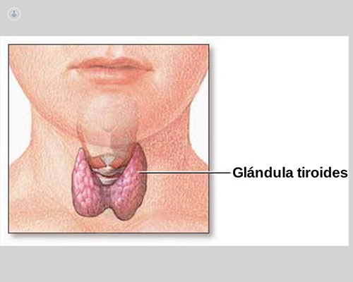 La glándula tiroides controla cómo el cuerpo procesa y distribuye la energía de los alimentos - Top Doctors