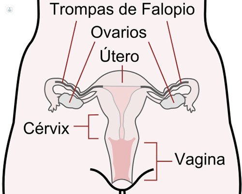 utero parts