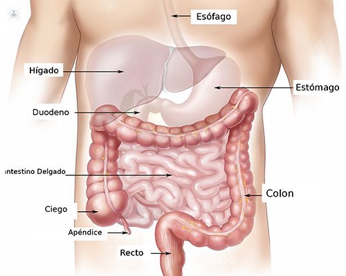 parts of the digestive tract