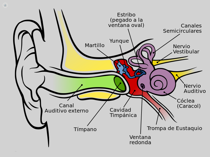 struttura dell'orecchio