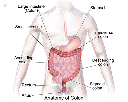 drawing colon and rectum
