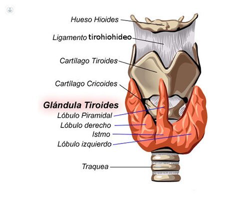 glandula tiroides