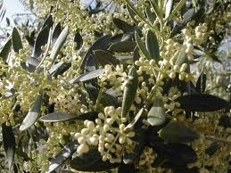 olivo polen alergeno