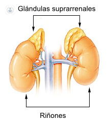 Infografía de unos riñones y ubicación de las glándulas suprarrenales - tumores de las glándulas suprarrenales - by Top Doctors