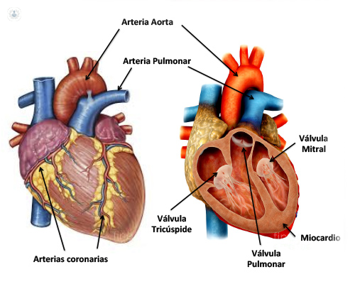 En qué consiste una insuficiencia cardíaca?| Top Doctors
