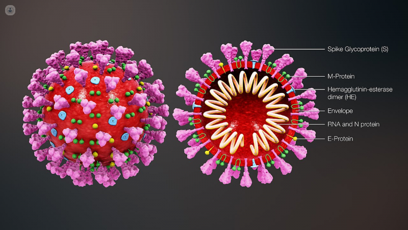 Estructura del coronavirus