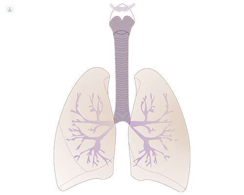 Estructura y ubicación de los pulmones en el tórax