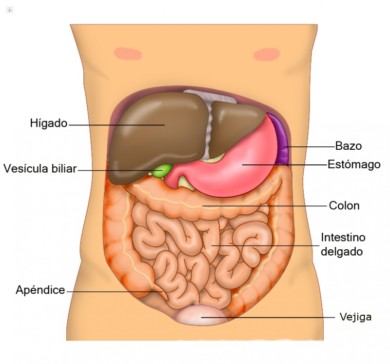 Esquema: sistema hepatobiliar