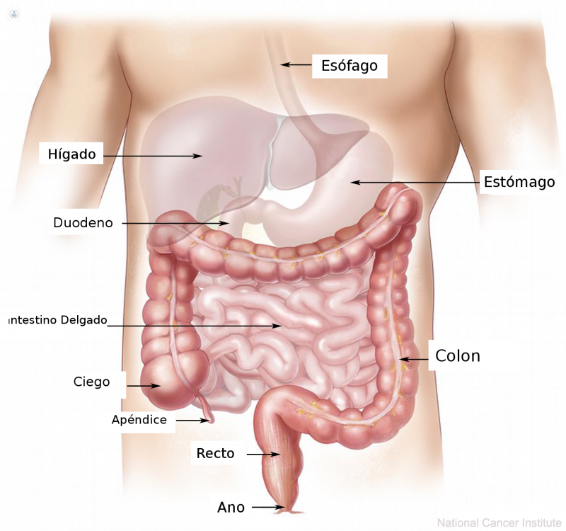 Representación del aparato digestivo masculino